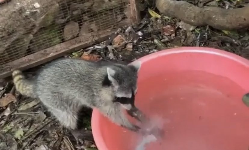 Raccoon washes hands | Something To Laugh At